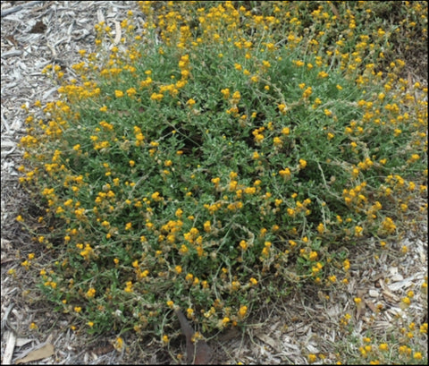 Chrysocephalum apiculatum 'Cate's Orange' 140 mm