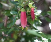 Correa Dusky Bells 70mmTube