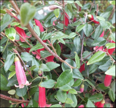 Correa Dusky Bells 70mmTube