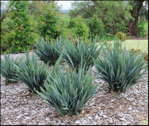 Dianella Hybrid 'Clarity Blue' 140 mm