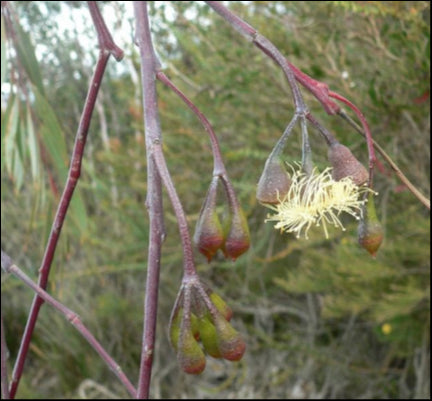 Eucalyptus Sepulcralis 'Weeping Gum' 140 mm