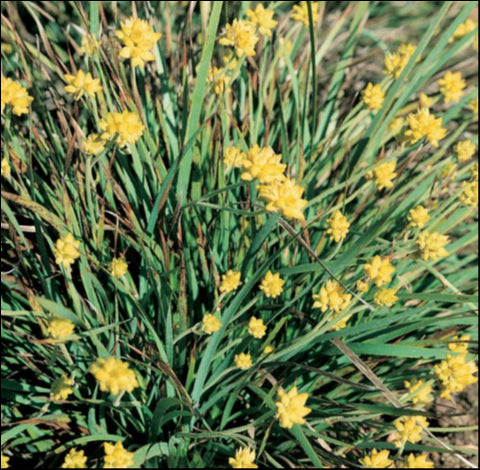 Conostylis pauciflora 'Cadda Membrina' 140 mm