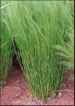Baloskion tetraphyllum' 200 mm