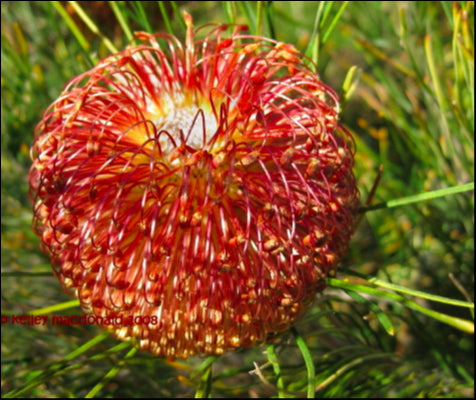 Banksia violacea 'Violet Banksia' 140 mm