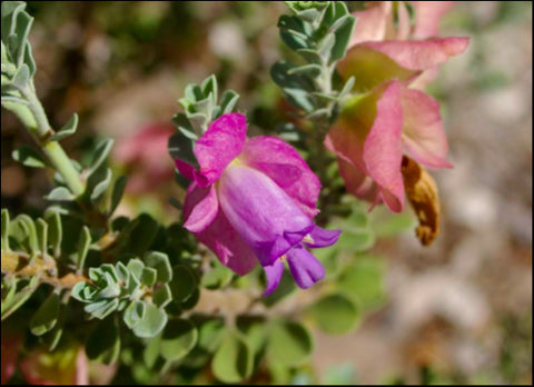 Eremophila cuneifolia  Grafted 175 mm