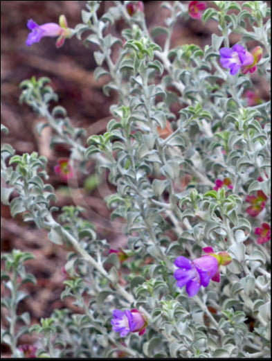 Eremophila rotundifolia Grafted175 mm