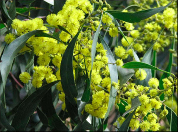 Acacia pycnantha 250mm