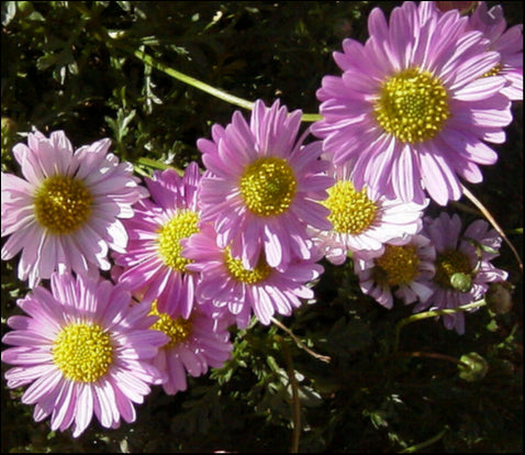 Brachyscome multifida 'Jumbo Tricolour' 140 mm