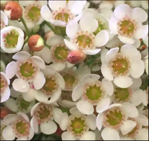 Chamelaucium 'Morning Delight'  140 mm