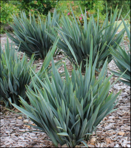 Dianella caerulea 'Cassa Blue' 140 mm