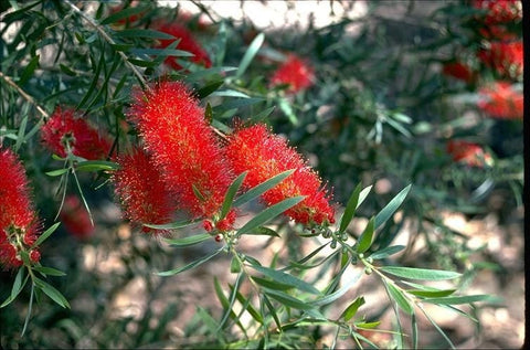 Callistemon 'Mr Foster' 140mm