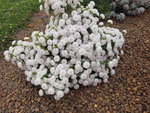 Pimelea ciliata 'Marshmallows' 140mm
