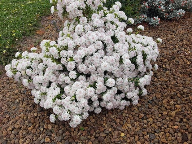 Pimelea ciliata 'Marshmallows' 140mm
