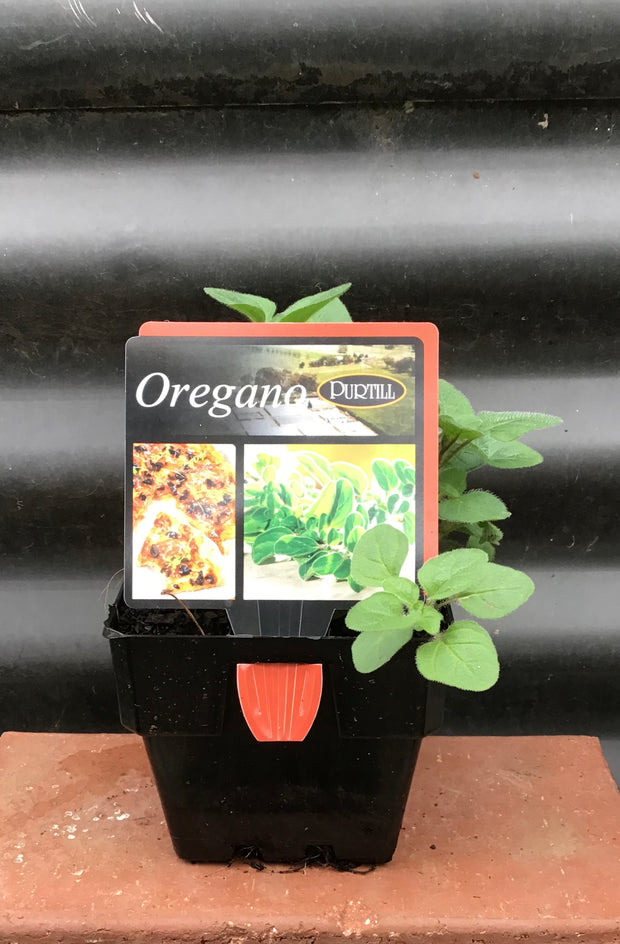 Oregano