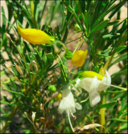 Eremophila Racemosa 'Peaches and Cream' 140 mm