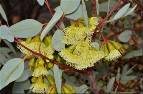 Eucalyptus 'Pimpin Mallee' 200 mm