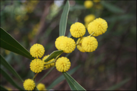 Acacia Beckleri 140 mm