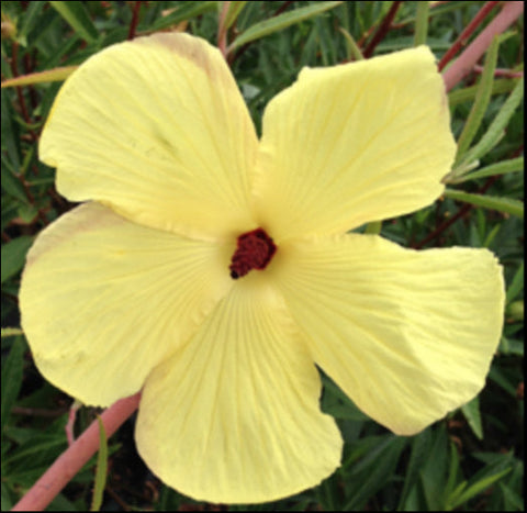 Hibiscus 'Ians gold Lemon' 200 mm