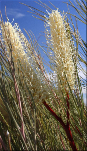 Grevillea candelabroides 140 mm