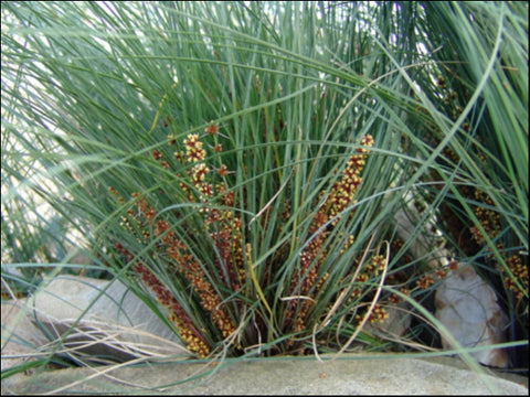 Lomandra 'Wingarra' 140 mm