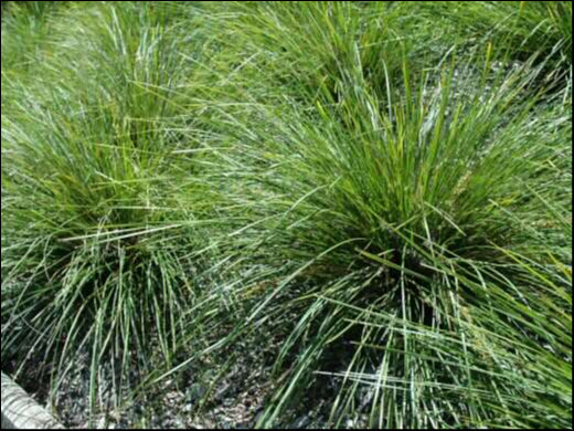 Lomandra longifolia 'Verday' 140 mm