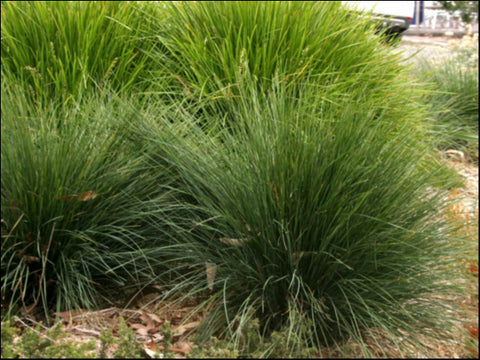 Lomandra 'Misty Green' 200 mm