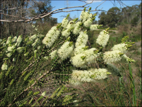 Melaleuca Squarrosa Prostrate 200mm