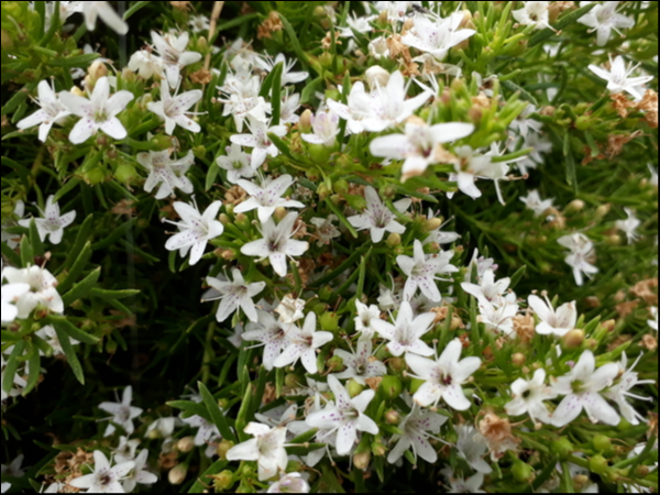 Myoporum parvifolium white 140 mm