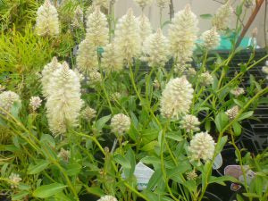 Ptilotus 'Shades of Green' 140 mm