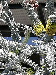 Eucalyptus Kruseana  LARGE TUBE