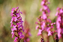 Stylidium armeria 'Dinosaur Grass Pink' 140 mm