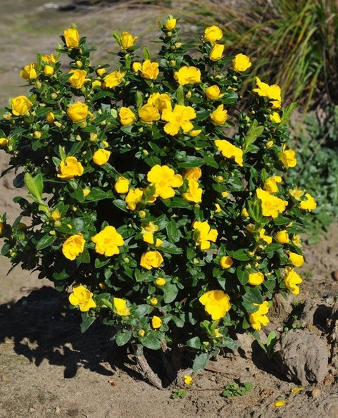 Hibbertia Serrata 'Sunshine' 140mm