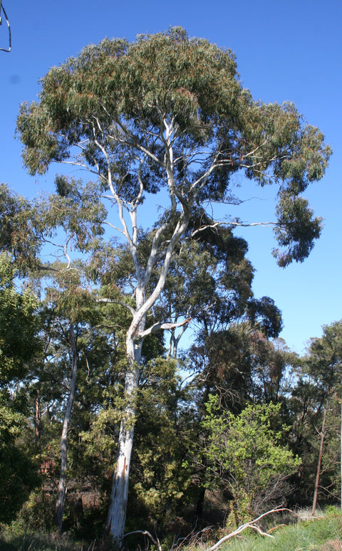Eucalyptus 'Snow Gum' 350mm