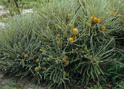 Banksia 'Candolleana' 140mm
