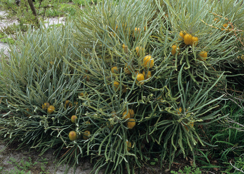 Banksia 'Candolleana' 140mm