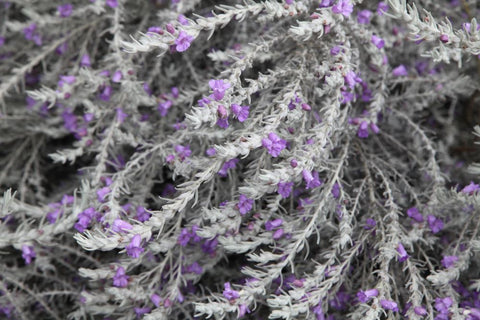 Eremophila 'Silky Lavender' 140mm