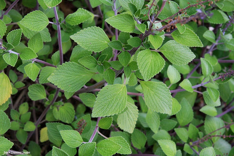 Plectranthus suaveolens 200mm