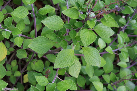 Plectranthus suaveolens 140mm