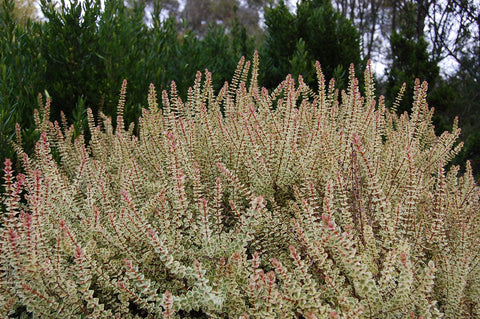 Hypocalymma cordifolium 'Golden Veil' 200mm