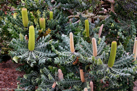 Banksia grandis 'Shrub Form' 200mm