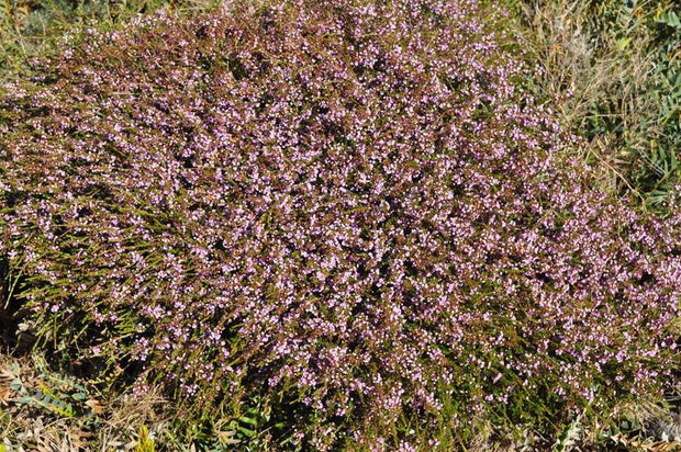 Thryptomene 'Mingenew' 140mm