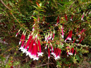 Epacris Longifolia 'Fuchsia Heath' 140mm