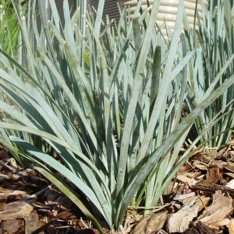 Lomandra 'Blue Ridge' 140mm