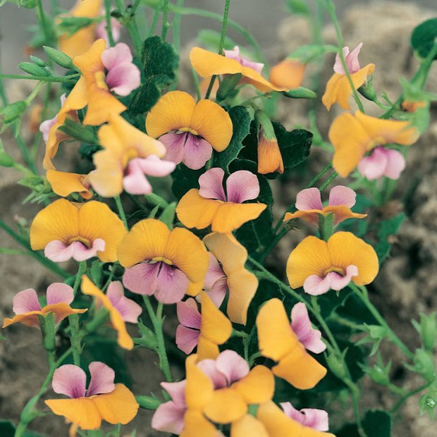 Chorizema cordatum x varia yellow 140mm