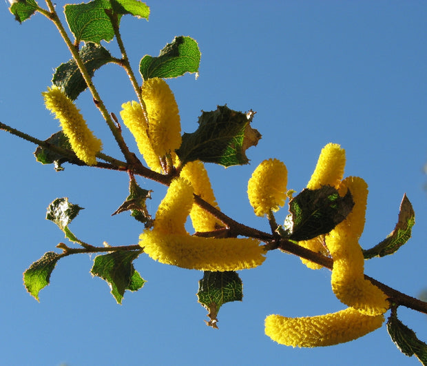 Acacia denticulosa 140mm