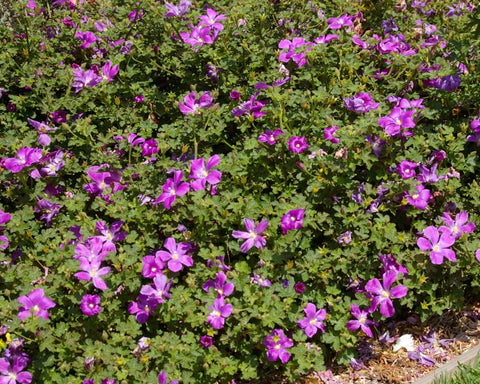 Alyogyne Huegelli 'Blue Heeler' 140mm