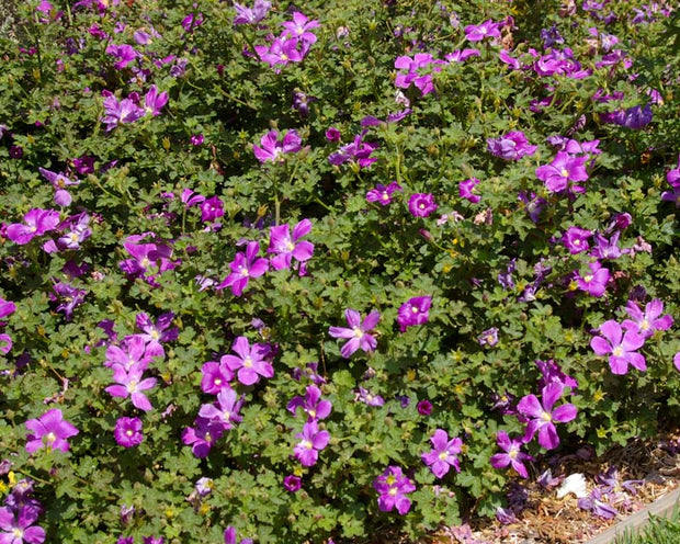 Alyogyne Huegelli 'Blue Heeler' 140mm