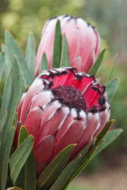 Protea Australis Ruby 180mm
