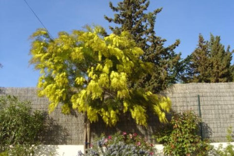 Acacia Howittii 'Sticky Wattle' 140mm
