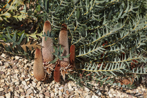 Banksia Blechnifolia 140mm